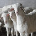 供应新疆昌吉市澳洲白羊种羊价格梁山县纯种澳洲白羊出售