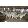 供应新疆和田市多胎小尾寒羊规模养殖经销基地建成养殖场