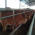 买鲁西黄牛到养殖场山