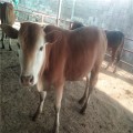 改良黄牛小肉牛犊养殖场在山东山东