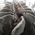 卖杜寒杂交肉羊价格多少钱只养殖场山东晨旭牧业欢迎来场合作