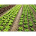 新疆大麦代育秧~陕西王冉农业公司代栽培农作物代栽培