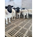 供应新疆阿克陶县多胎黑头杜泊羊大母羊养殖基地哪里卖的价格便宜