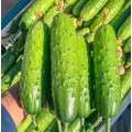 咸阳黄瓜苗育苗厂，陕西卖强雌黄瓜苗去哪