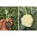 永清菜花苗育苗基地 廊坊露地菜花苗出苗中