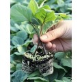 茌平快圆茄子苗基地，