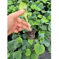 新乡小黄瓜苗大量供应