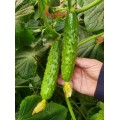 菏泽旱黄瓜苗代育，大
